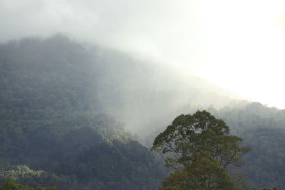 Scenic view of tree mountains against sky during foggy weather