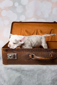Puppy in suitcase