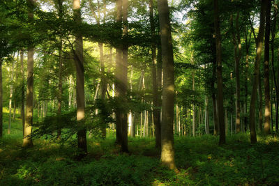 Trees in forest