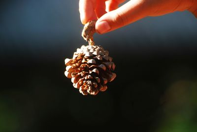 Close-up of hand holding pine cones