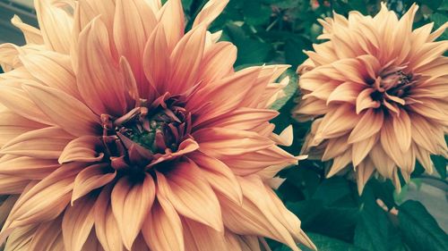 Close-up of pink flower