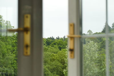 Close-up of plant seen through window