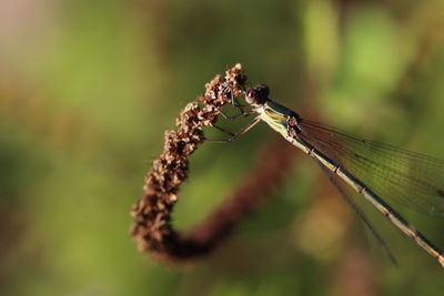 Close-up of insect on plant