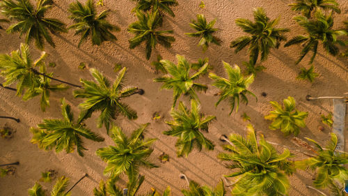 High angle view of palm trees