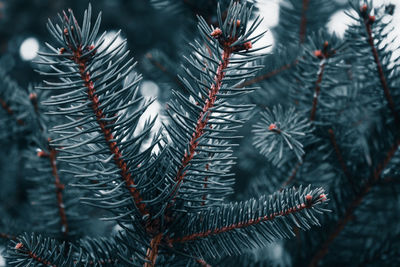 Close-up of pine tree