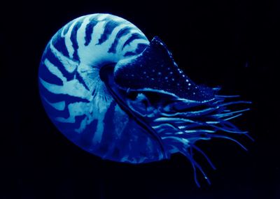 Close-up of fish underwater