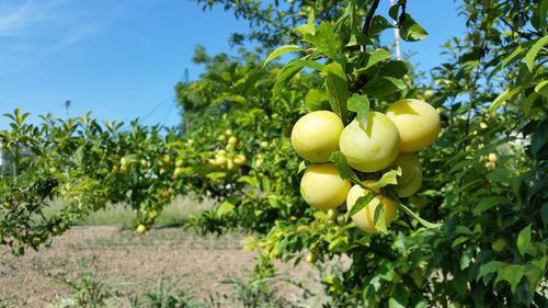 Low angle view of plums growing on trees