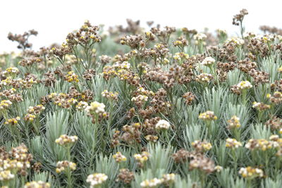 Close-up of flowering plants on field