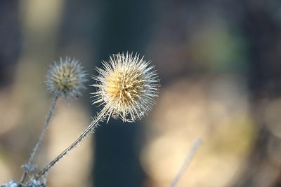 Close-up of dandelion against blurred background