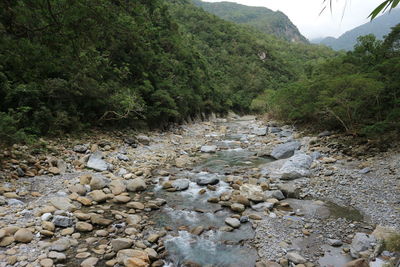 Scenic view of river in forest