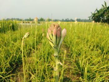 Close-up of flowering plant on field