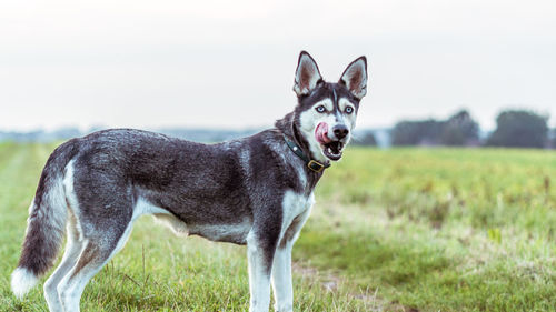 Portrait of dog on field against sky