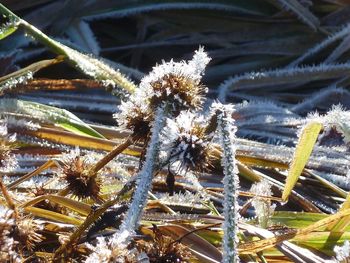 Close-up of frozen plants during winter