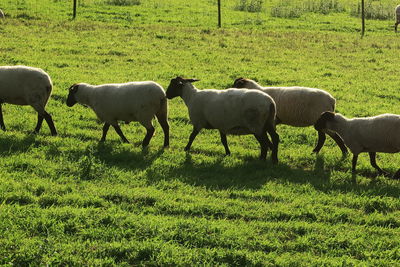 Sheeps grazing in field