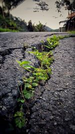 Close-up of plants growing in water