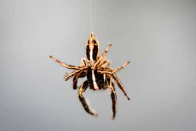 Close-up of spider hanging against sky