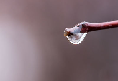 Close-up of water drops over white background