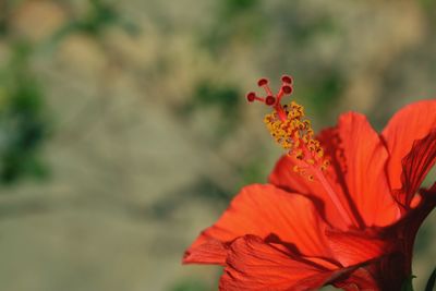 Close-up of red flowers