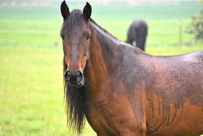 Portrait of horse on field