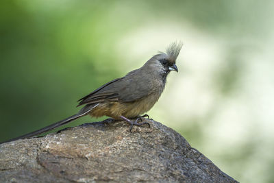 Close-up of bird perching on rock