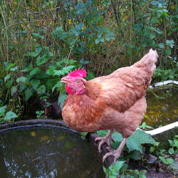 Close-up of rooster on plants