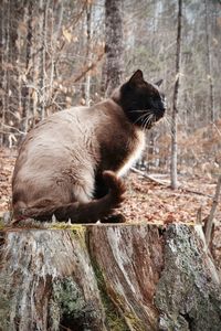 Cat sitting on rock in forest