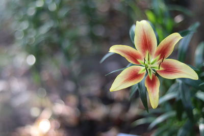Close-up of flowering plant
