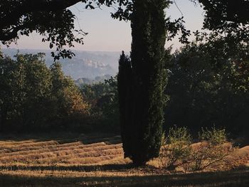 Trees on field against sky