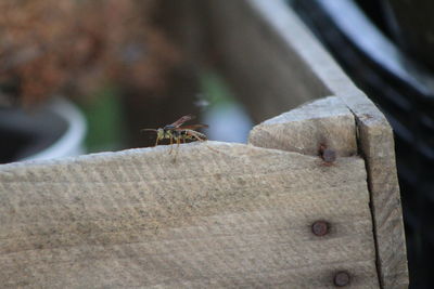 Close-up of insect