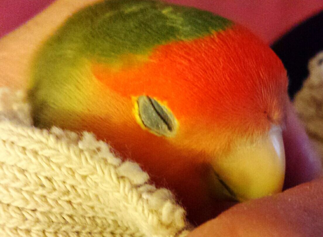 Sleeping bird