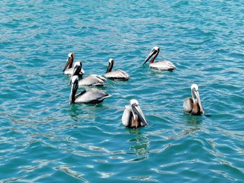 High angle view of swans swimming in lake