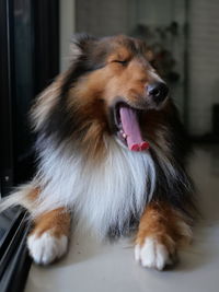 Sheltie dog yawning