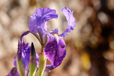 Close-up of purple flowering plant