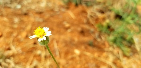 Close-up of yellow flowering plant on field