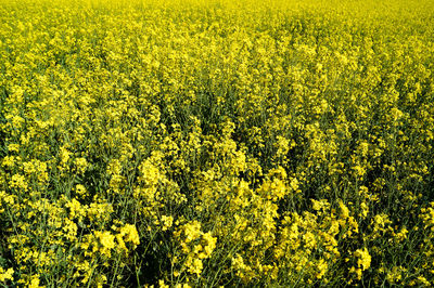 Yellow flowers growing in field