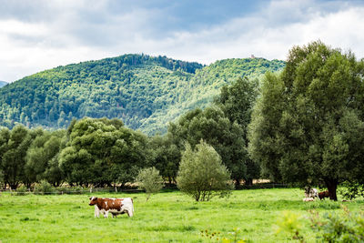 Cows grazing in pasture