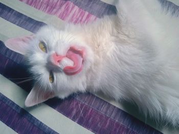 Close-up of cat lying down