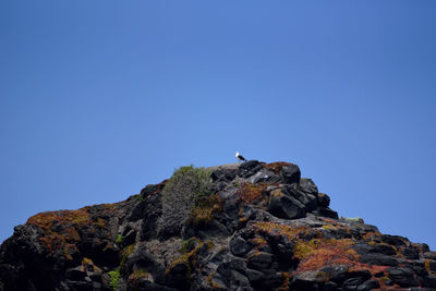 Low angle view of seagull on rock