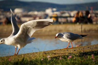 Seagull flying over a land