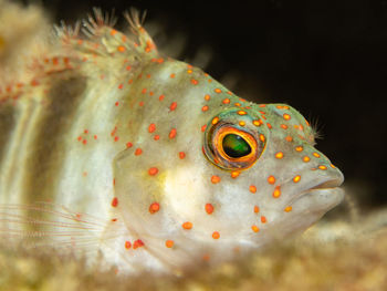 Amblycirrhitus pinos, the redspotted hawkfish