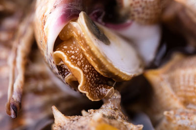 Close-up of animal shell