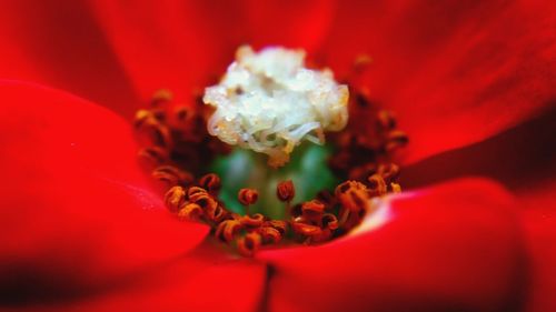 Extreme close-up of red flower