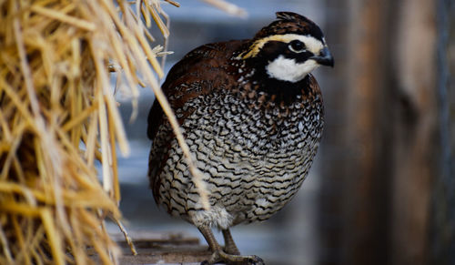 Close-up of bird