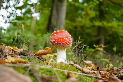 Close-up of fly agaric mushroom growing in forest