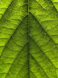 Full frame shot of leaf