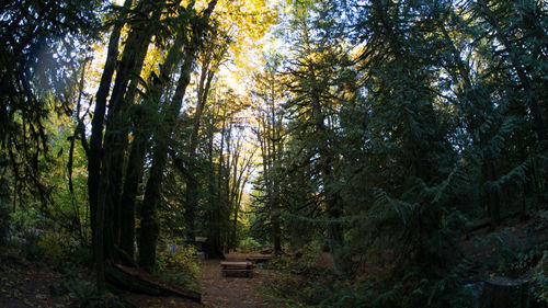 Pine trees in forest against sky