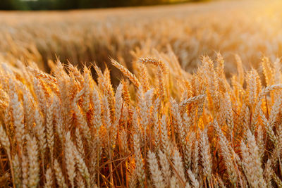 Close-up of stalks in field