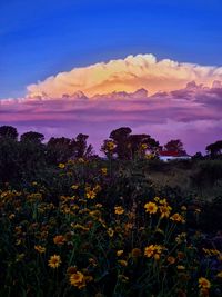 Yellow flowering plants on field against sky during sunset