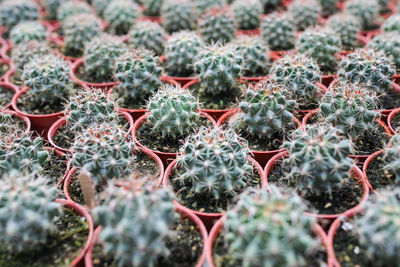 Full frame shot of succulent plants