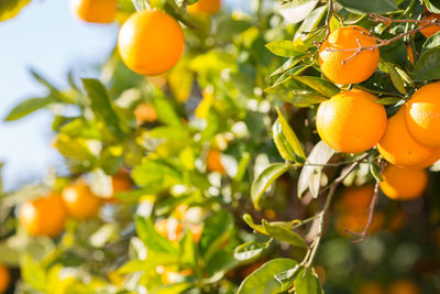 Orange fruits on tree
